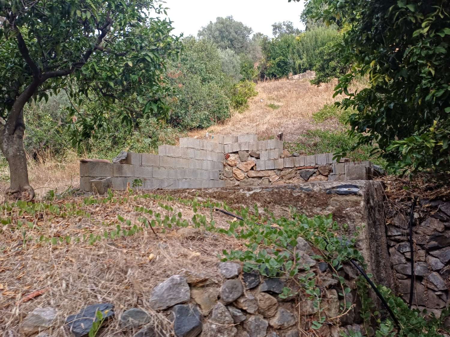 Plot salgai in Comares