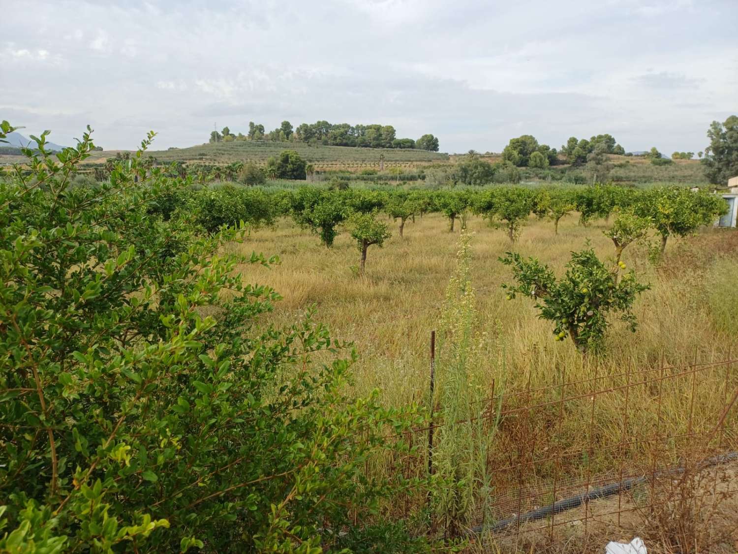 Finca de naranja  con 2 casas en pizarra