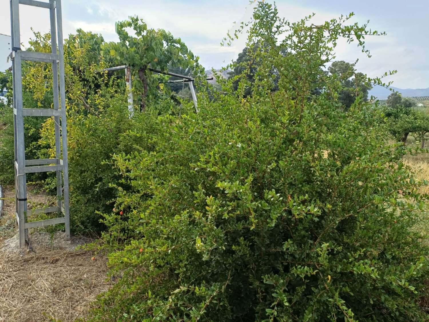 Finca de naranja  con 2 casas en pizarra