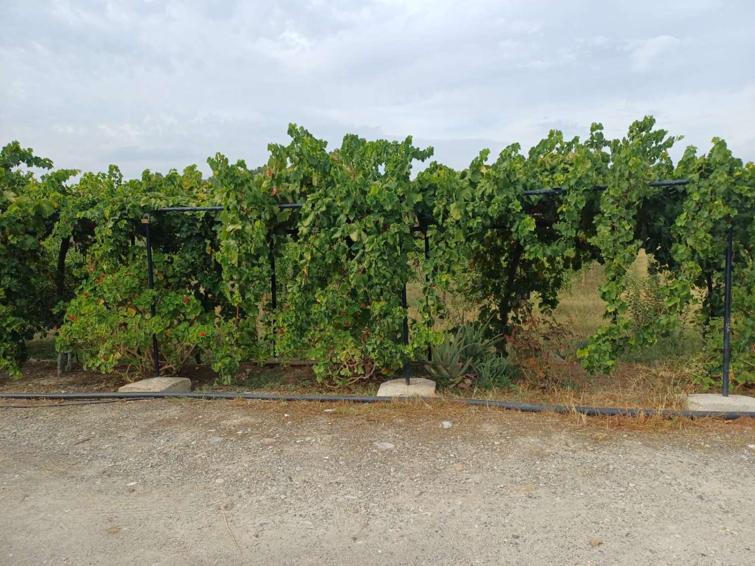 Finca de naranja  con 2 casas en pizarra