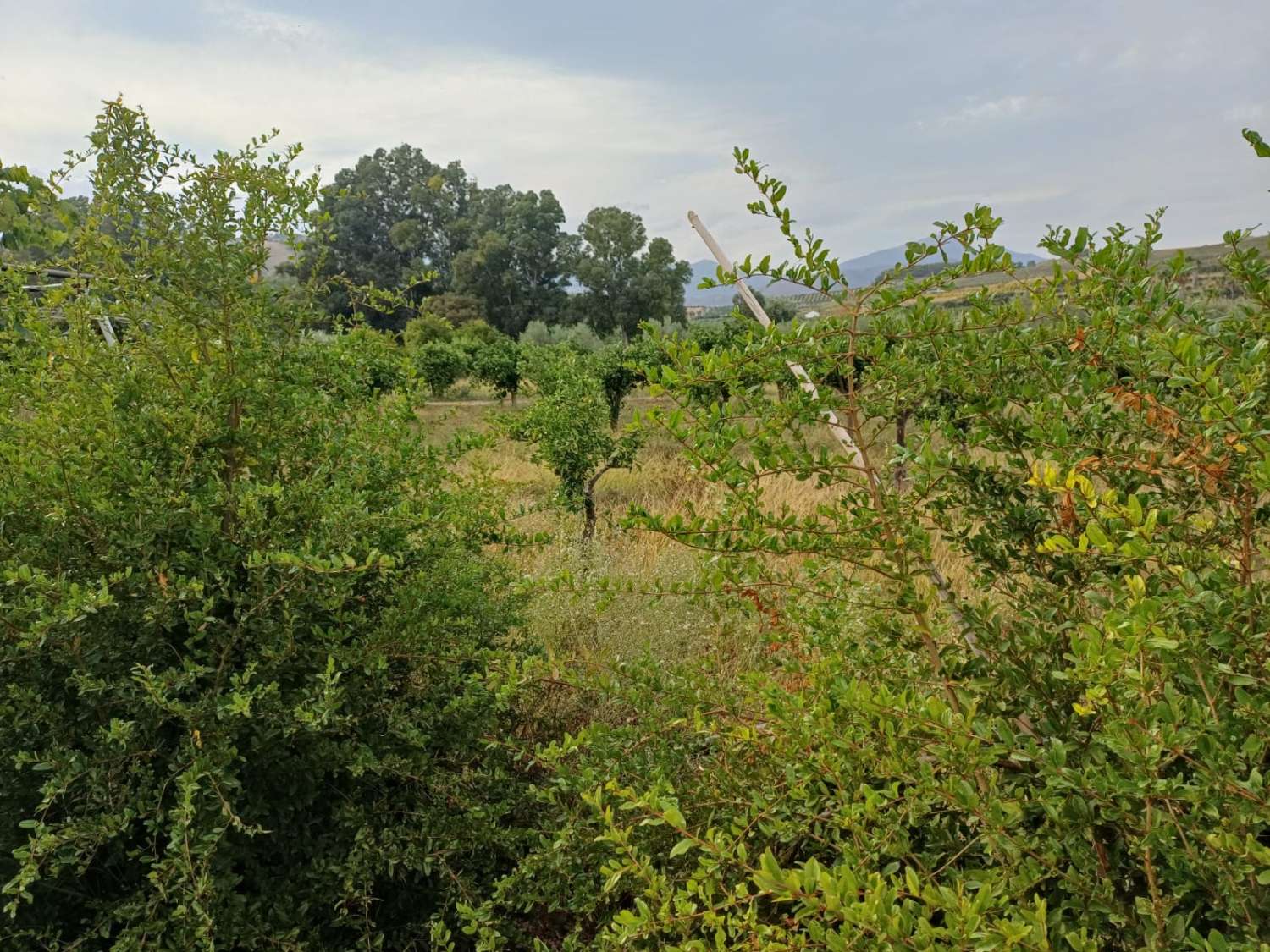 Finca de naranja  con 2 casas en pizarra