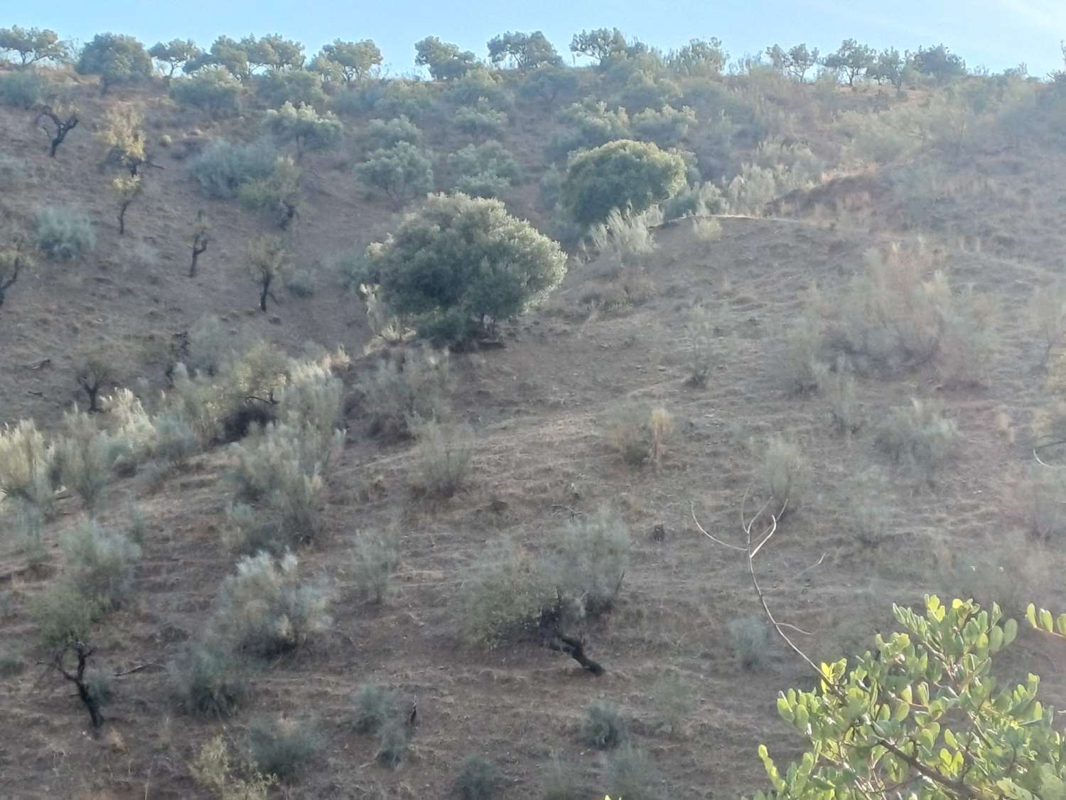 Perceel aan de rivier de Granadilla met uitzicht op zee
