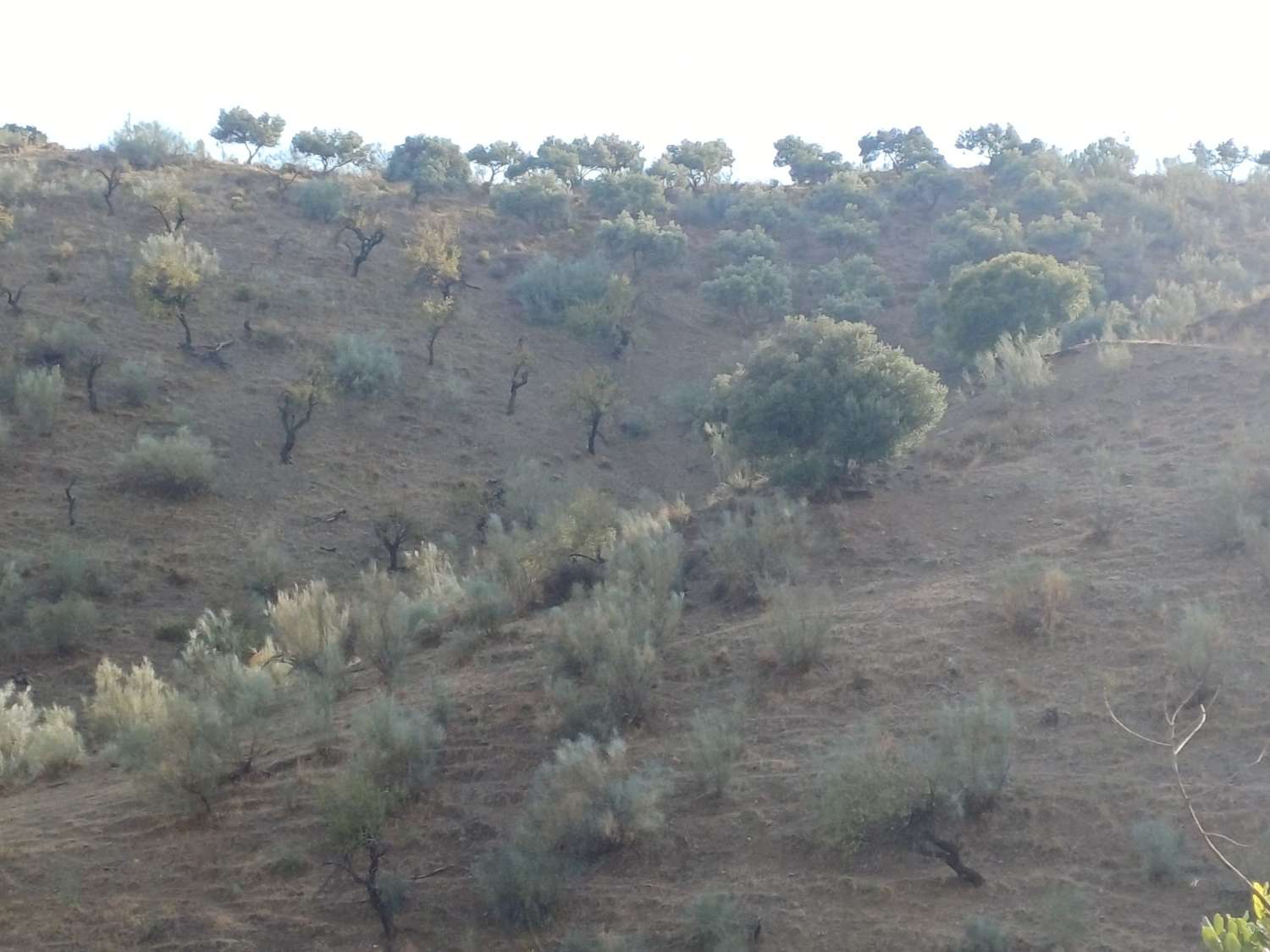 Perceel aan de rivier de Granadilla met uitzicht op zee