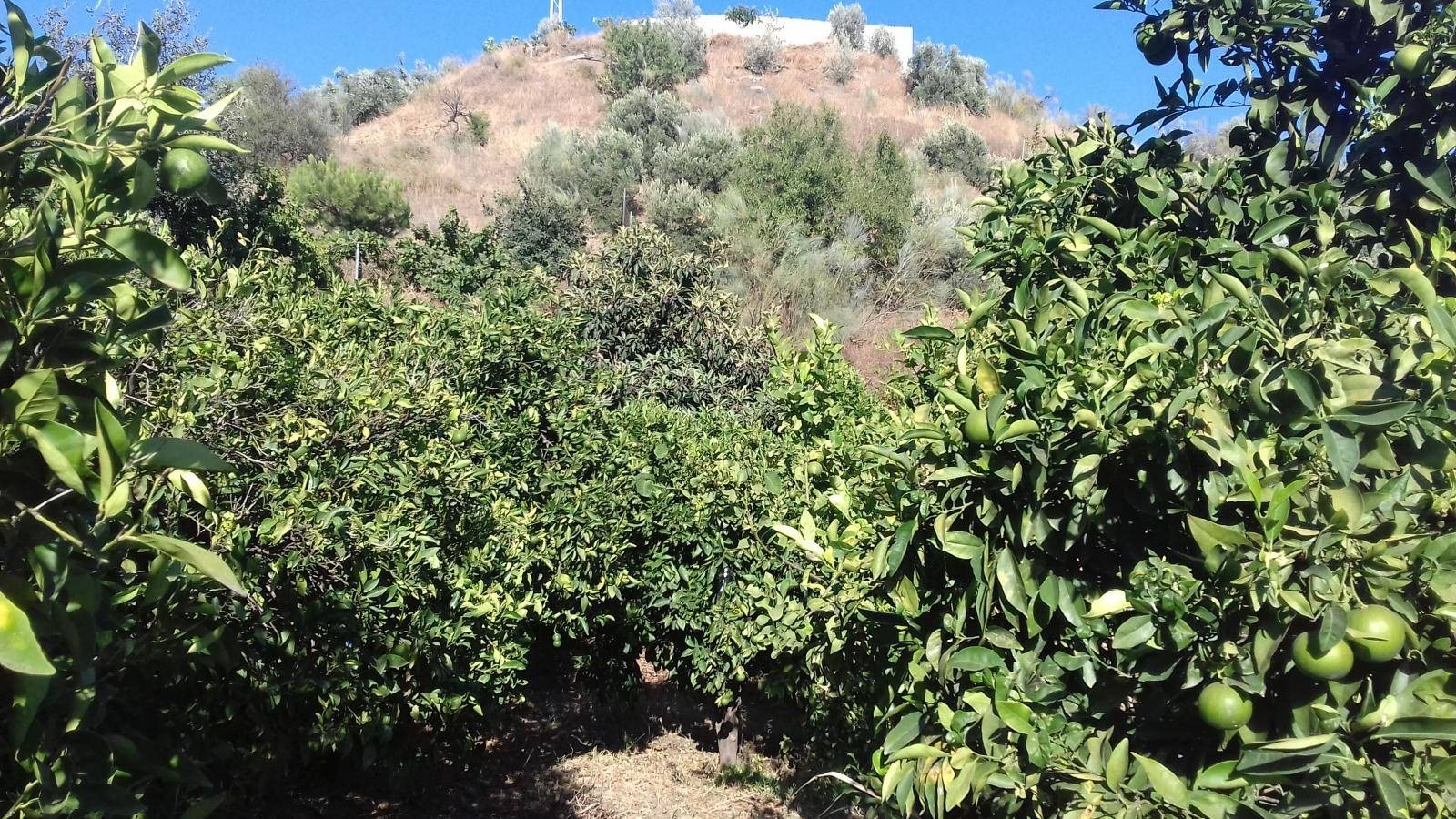 Maison en vente à Rincón de la Victoria