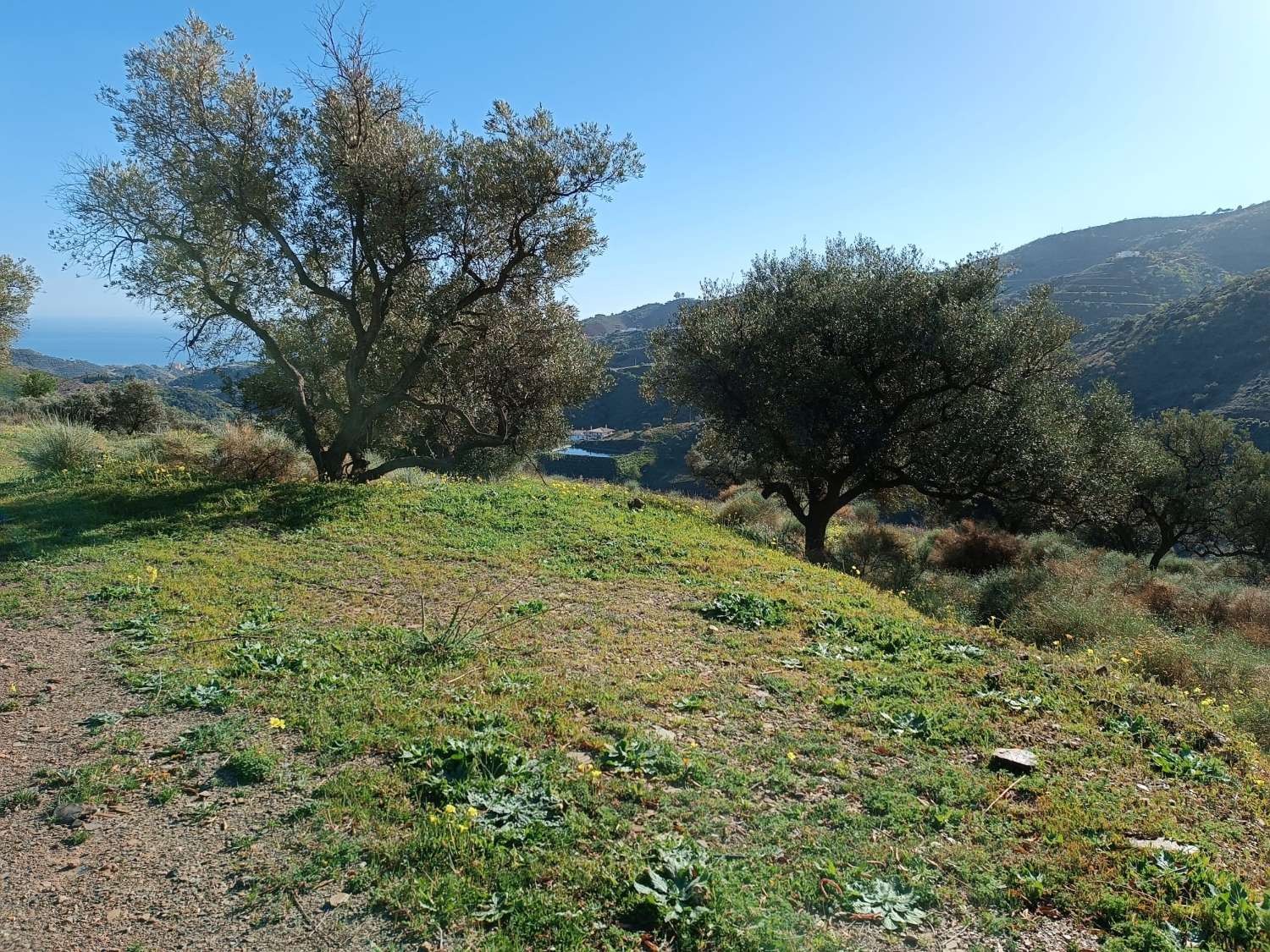 Parcelle en vente à Moclinejo