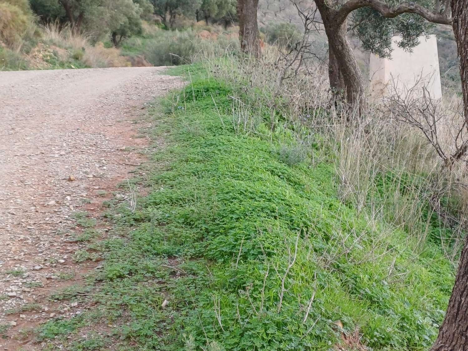 Parcelle en vente à Moclinejo