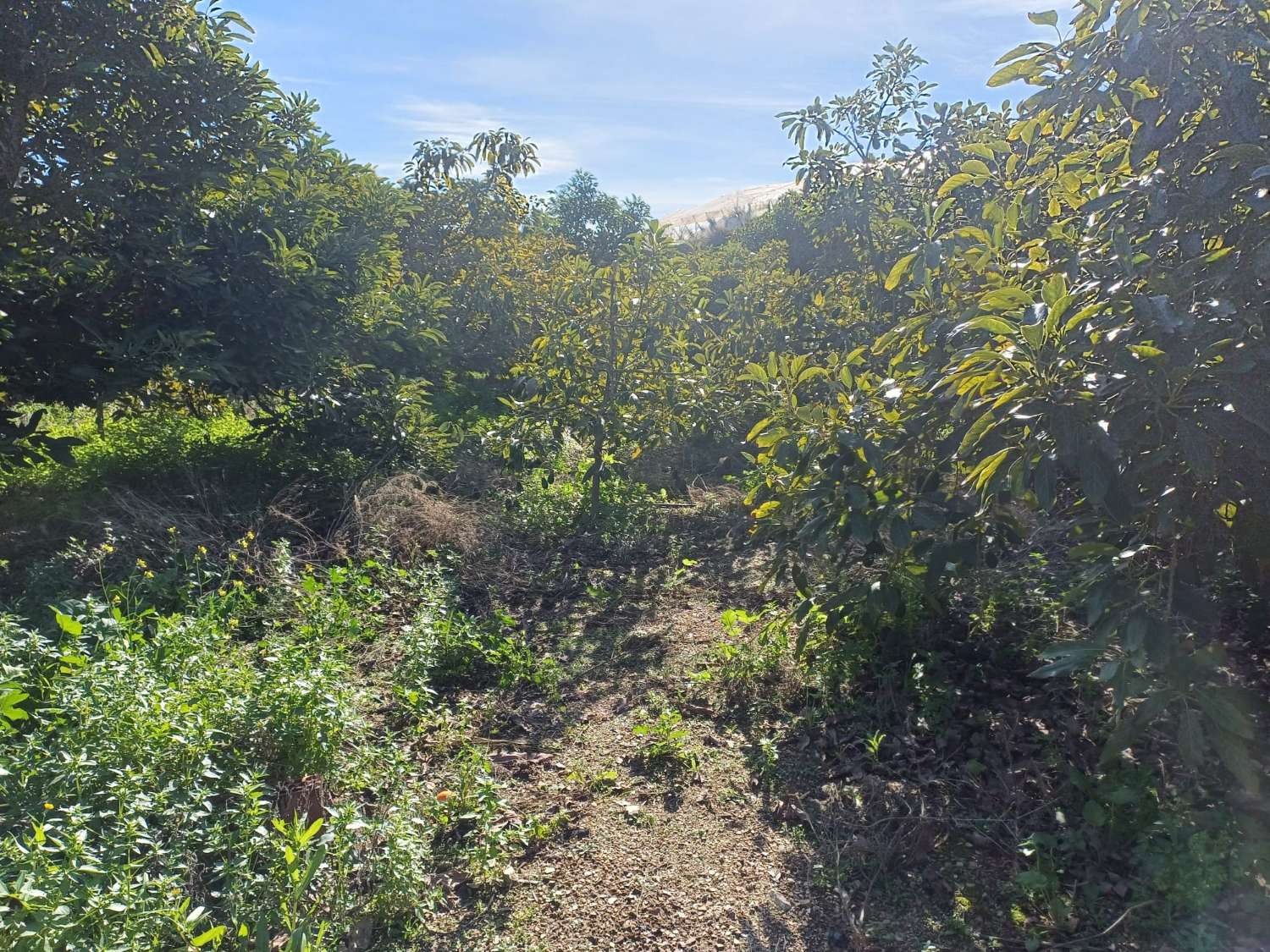 Parcelle en vente à Torrox