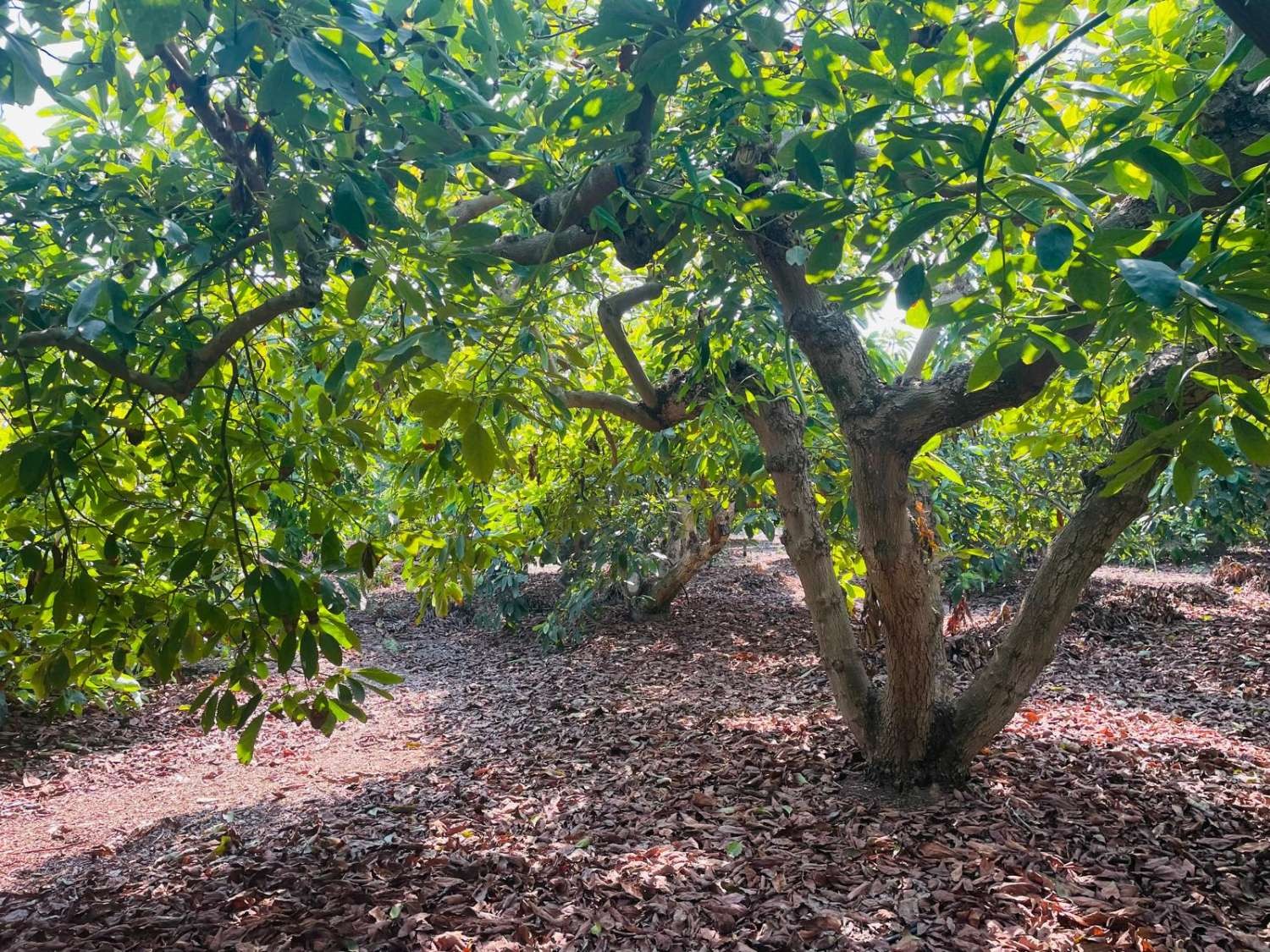 Parcelle en vente à Torrox