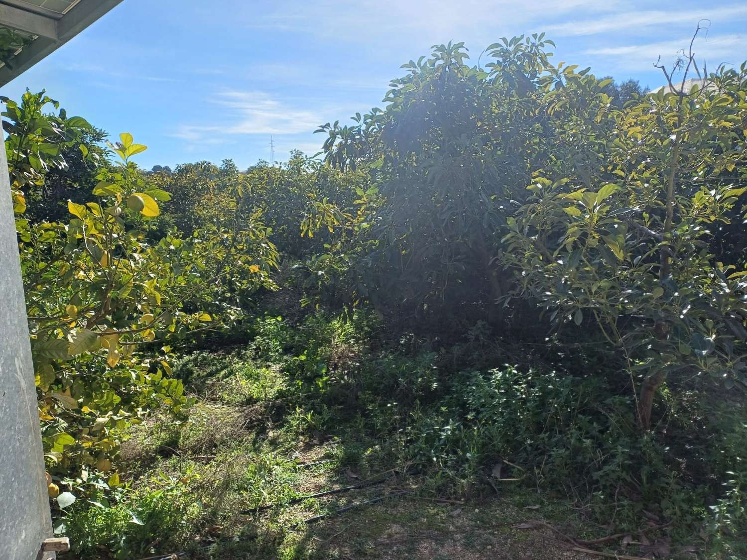 Parcelle en vente à Torrox