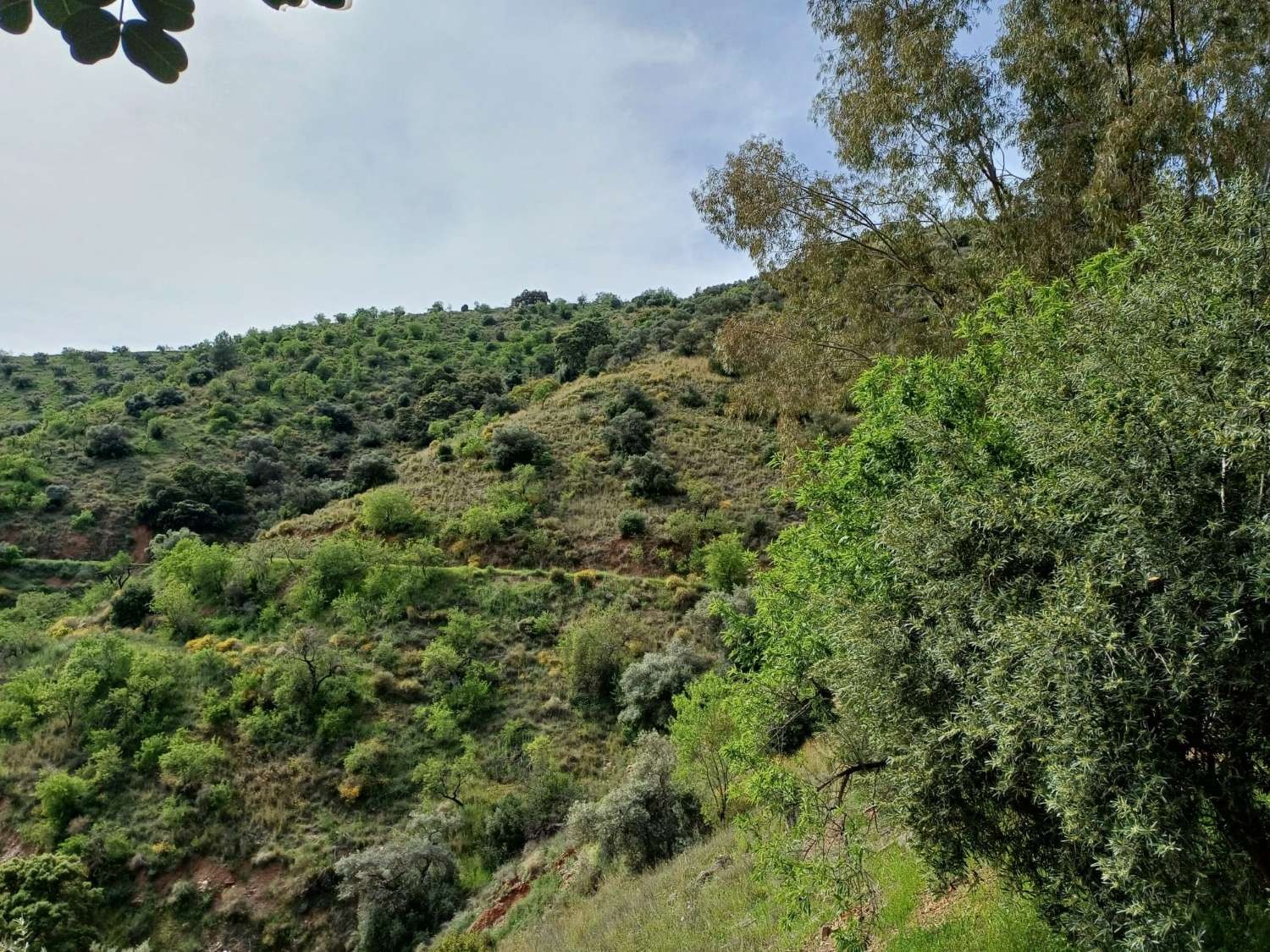 Maison en vente à Málaga