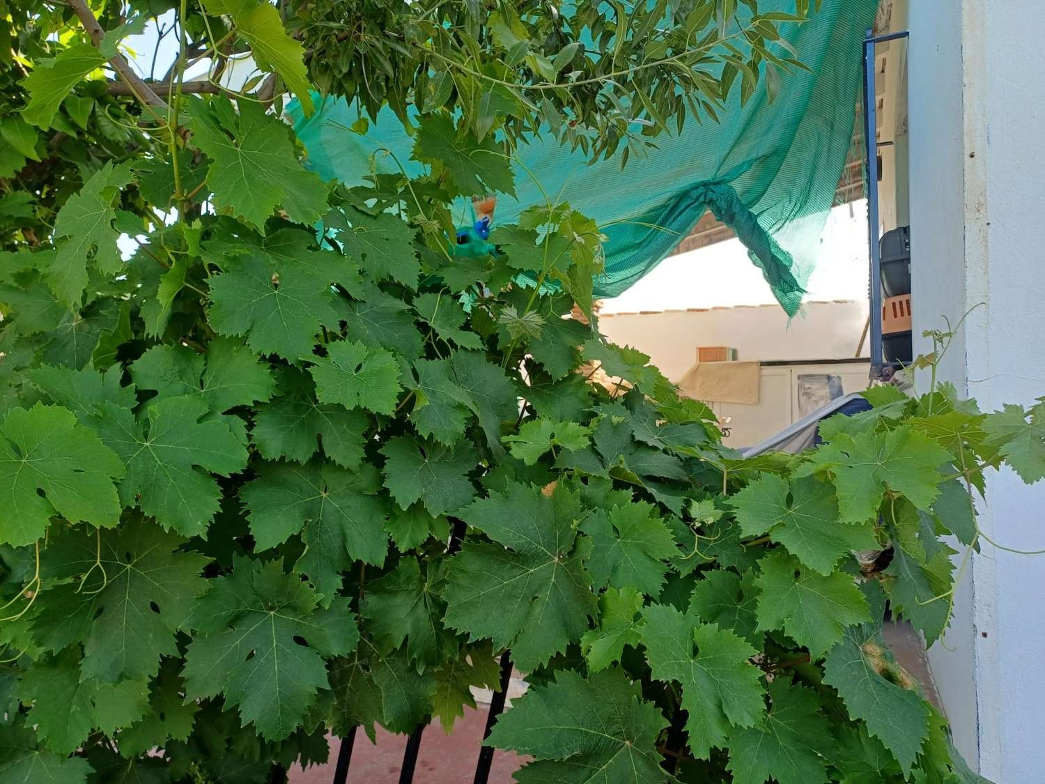 Maison en vente à El Borge