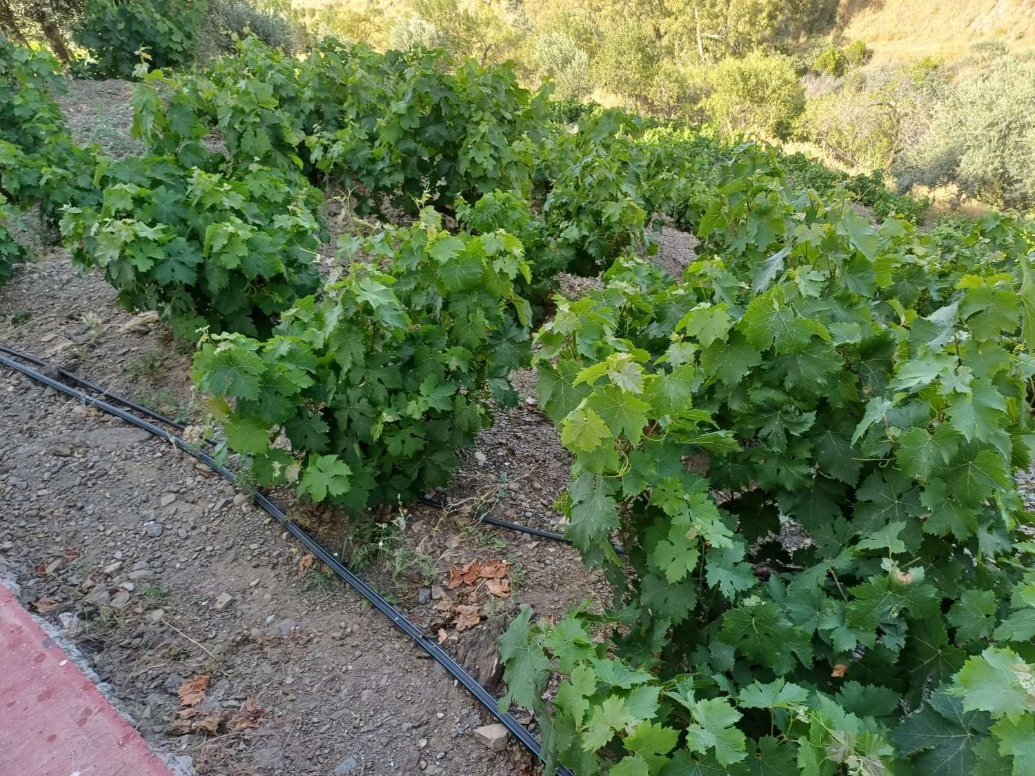 Maison en vente à El Borge