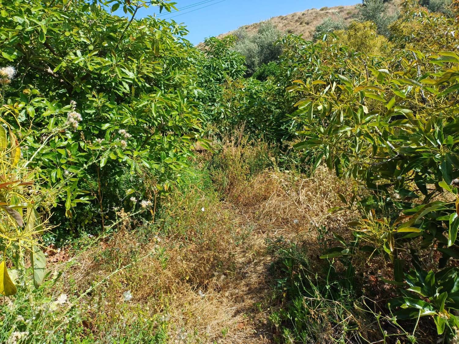 Parcelle en vente à Torrox