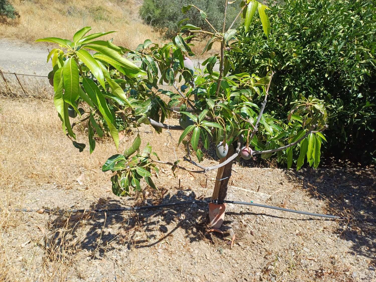 Maison en vente à Macharaviaya