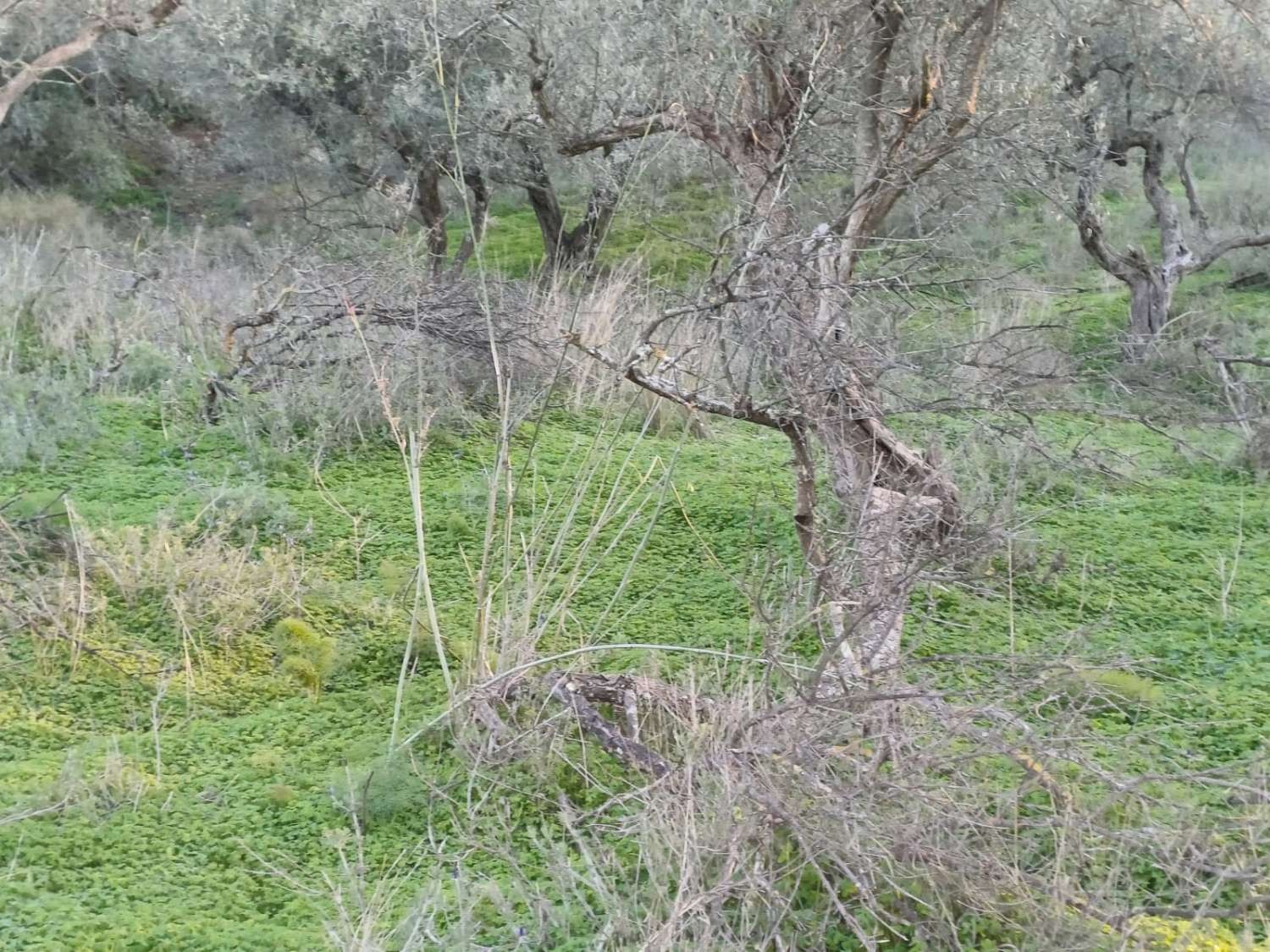 Parcelle en vente à Málaga