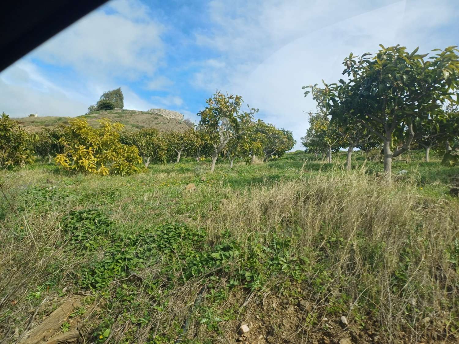 Parcelle en vente à Algarrobo