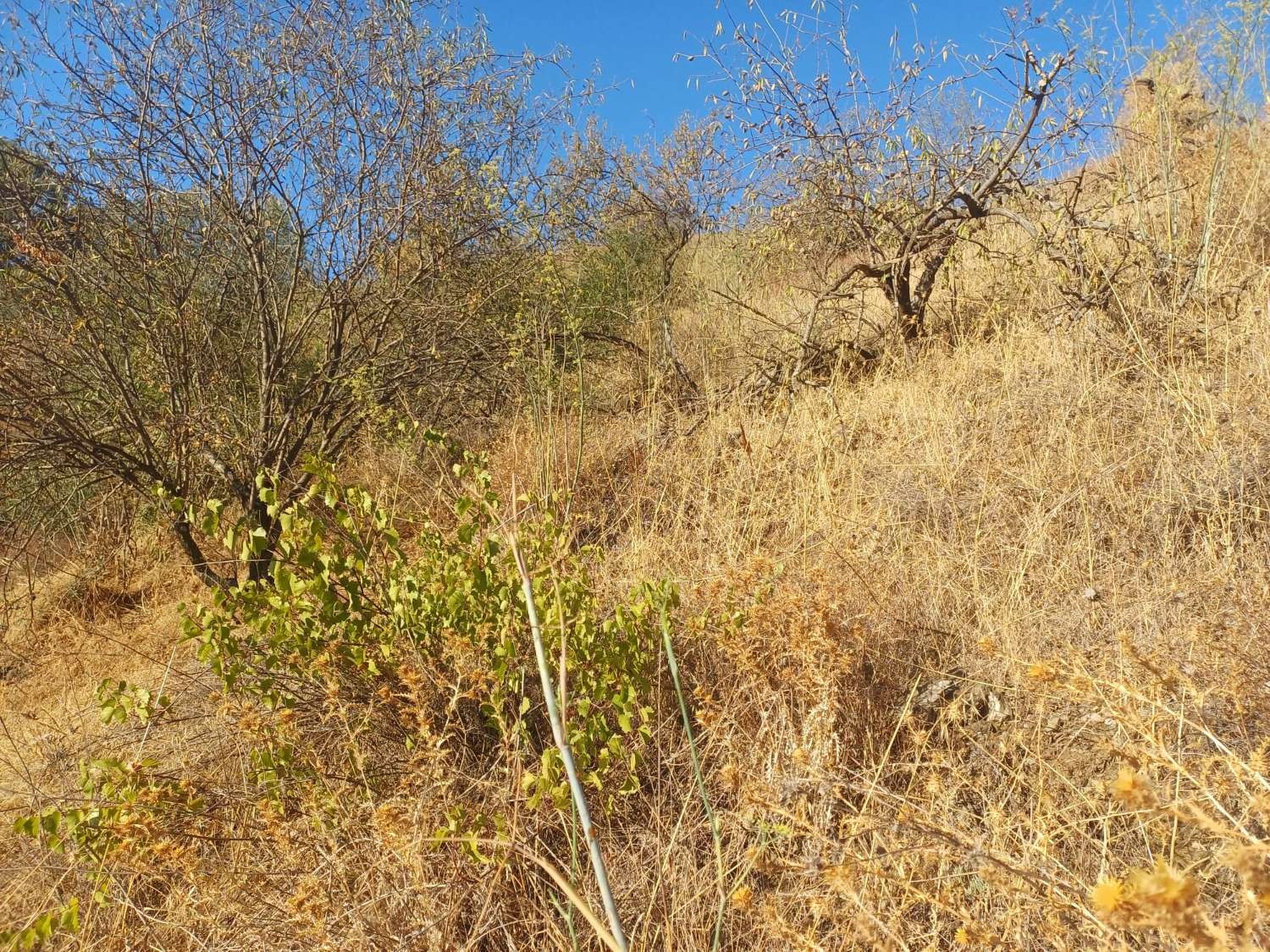 Parcelle en vente à Cútar