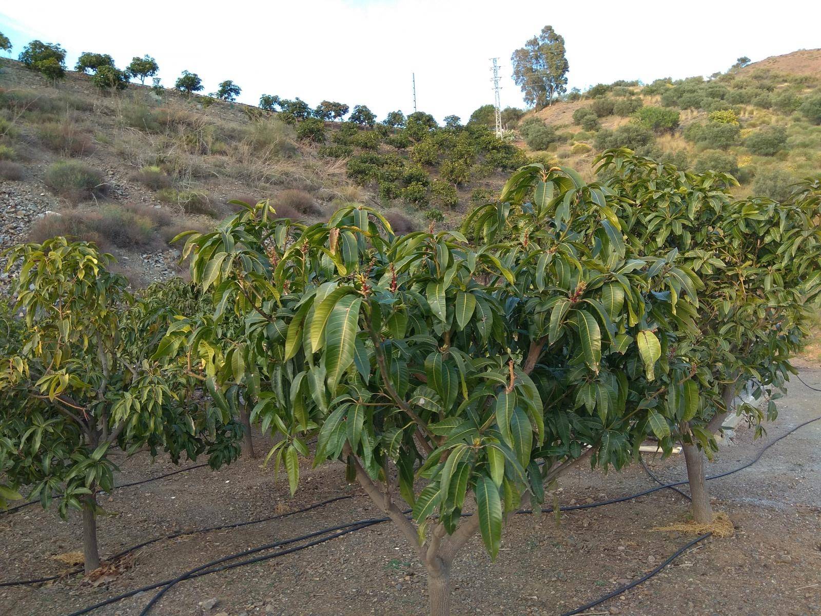 Etxea salgai in Moclinejo