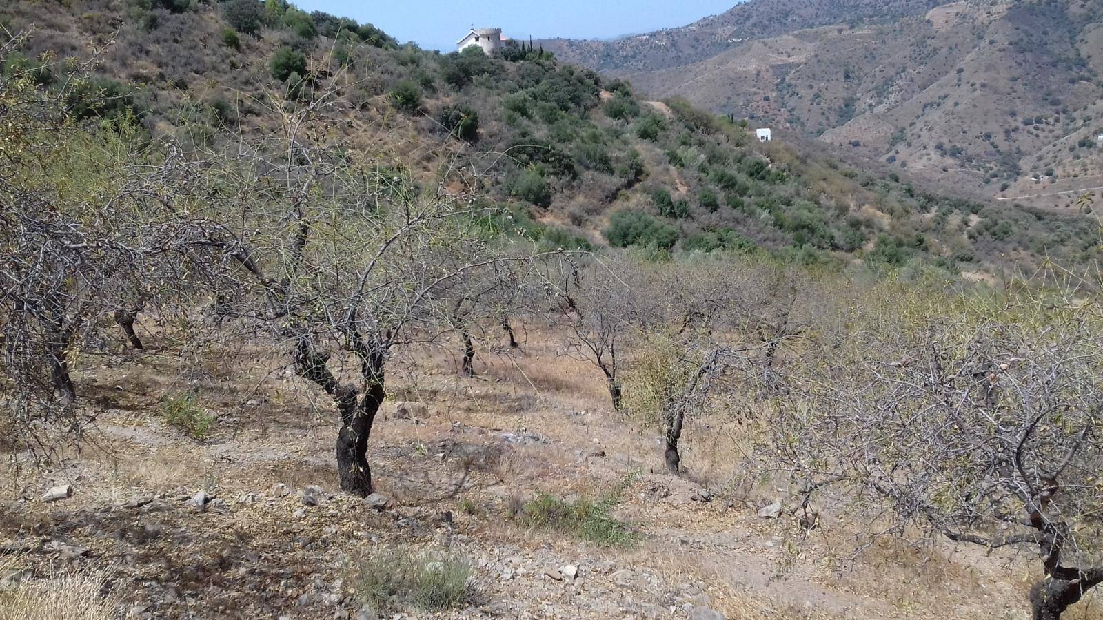 FINCA DE ALMENDROS
