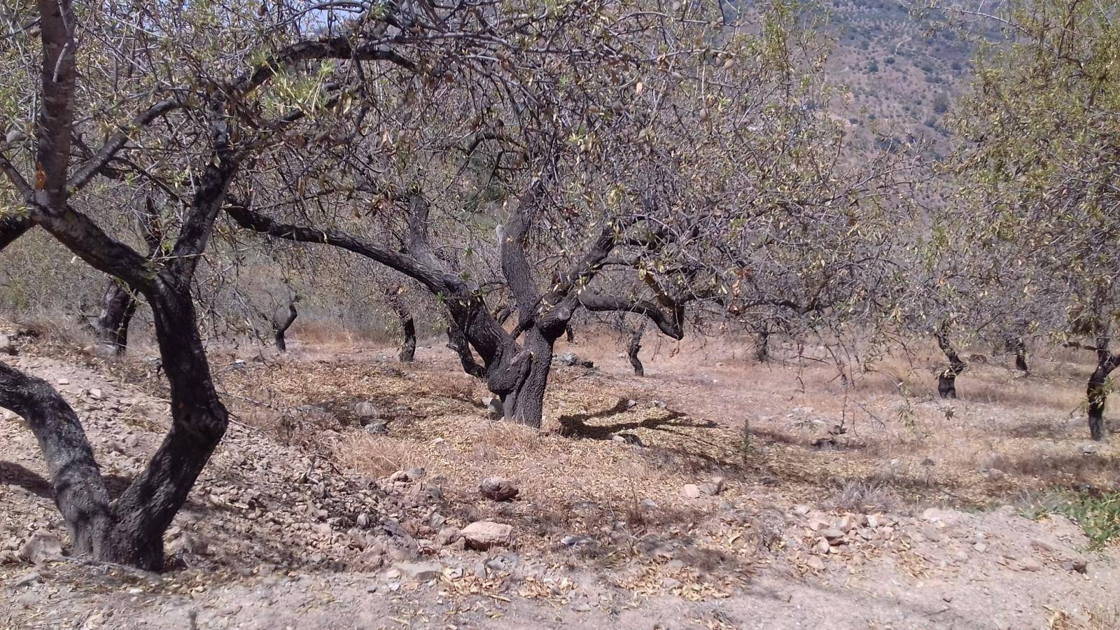 FINCA DE ALMENDROS