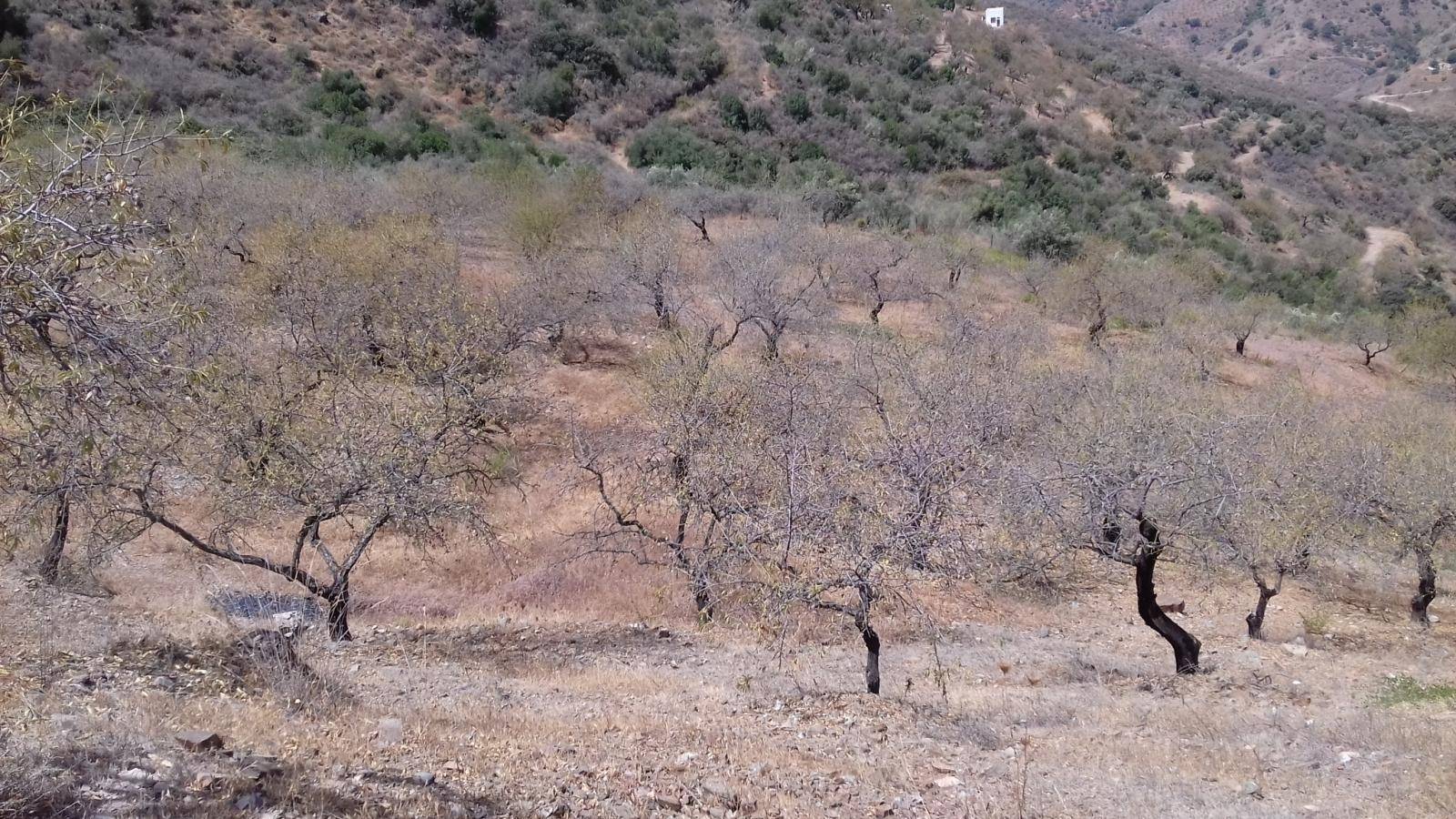 FINCA DE ALMENDROS