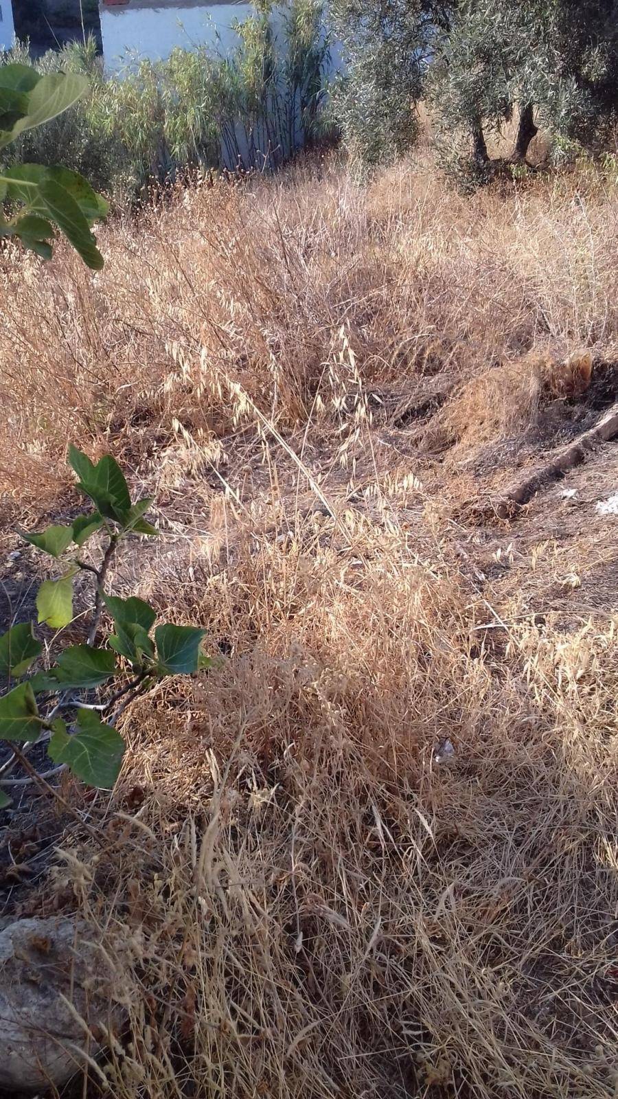 FINCA DE ALMENDROS