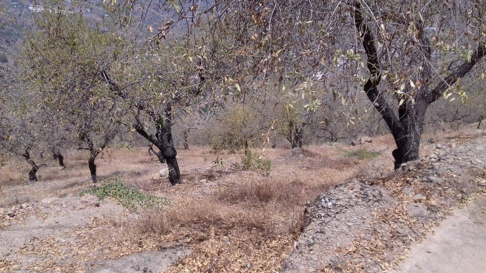 FINCA DE ALMENDROS